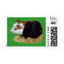 Pet Hamster US Postage Stamp by kphotos Pet Hamster US Postage Stamp