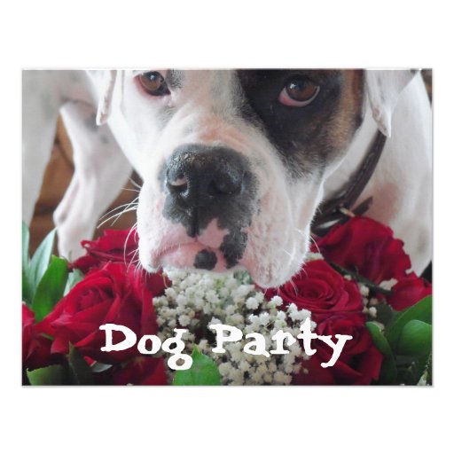Pet Party Invitations Cute Boxer w/ Roses Bouquet
