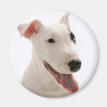 Pet Pete Magnets
