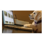 Pet photography, dog trainers, dog walkers business cards