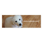 Pet photography, dog trainers, dog walkers business cards