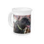 Pet Picture Pitchers!