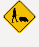 Pet Pig Crossing Shirt