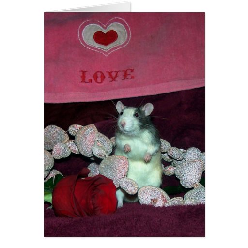 Pet rat, Darcy, Valentine's Day card | Zazzle