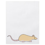 Pet Rat. Fawn Berkshire, White Belly. flyers