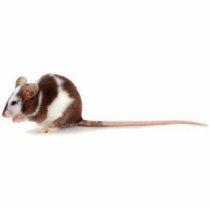 pet rat photo sculptures