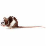pet rat cut out