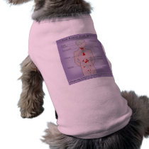 Pet Shirt - Endocrine System
