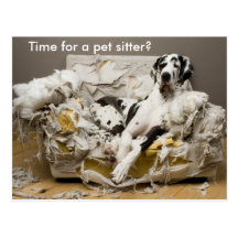 Pet Sitter Great Dane on Chewed Sofa Postcard