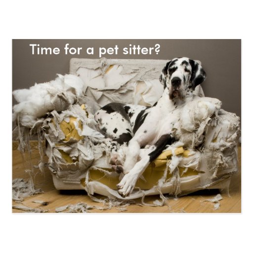 dog sitter