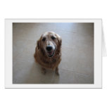 Pet Sympathy card