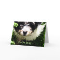 Pet Sympathy - Havanese Puppy. cards