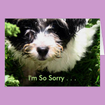 Pet Sympathy - Havanese Puppy. cards