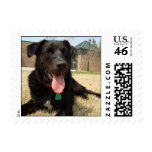 Pet therapy dog postage stamp