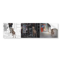 Pet Walker or Pet Sitter Bumper Stickers