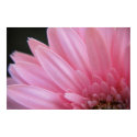 Petal Pink Poster posters by OrphieG Petal Pink Poster posters