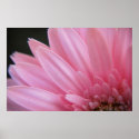 Petal Pink Poster posters