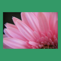 Petal Pink Poster posters