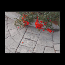 Petali Rossi postcards