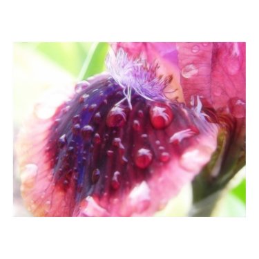 Petals - Cat's Eye Iris print