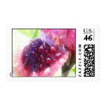 Petals - Cat's Eye Iris Stamp