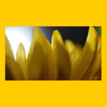 ~PETALS FOR MOTHER~ posters