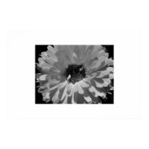 Petals in Black and White posters