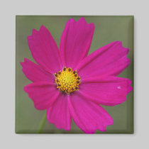petals magnets by cardart petals magnets