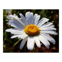 Petals Of White posters