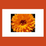 flowers, petals, garden, bloom, floral,