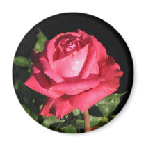 Peter Frankenfeld Hybrid Tea Rose 001 magnets