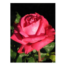 Peter Frankenfeld Hybrid Tea Rose 001 Postcard