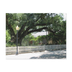 Peter Hammond's Oak postcard