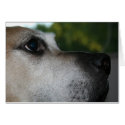 Petey cards by potsy013 Petey cards