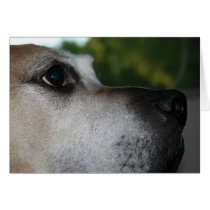 Petey cards