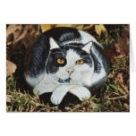 "Petey" cat rock card