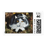 "Petey" cat rock stamp