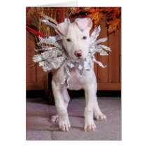Petey - Pitbull cards