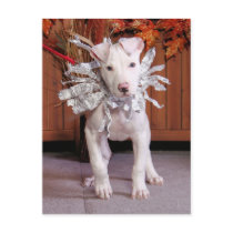Petey - Pitbull postcards