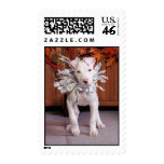 Petey - Pitbull Puppy - Heaton postage