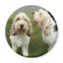Petit Basette Griffon Vendeen magnet