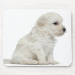 Petit chien lion or Little Lion Dog puppy Mouse Pad
