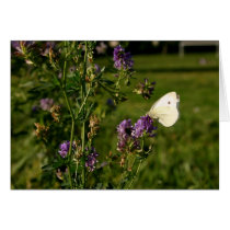 Petit Papillon Card