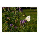 Petit Papillon Card