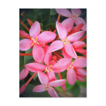 Petite Beauties postcards by Heartworks Petite Beauties postcards