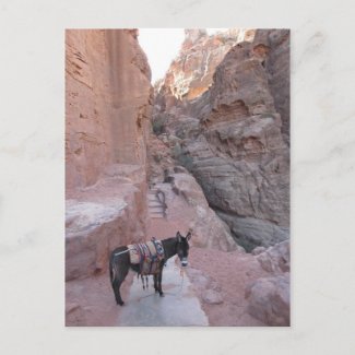 Petra Donkey Postcard postcard