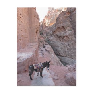 Petra Donkey Postcard postcard