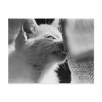 Petra Ferocious postcards by cunningba Petra Ferocious postcards
