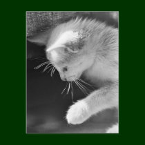Petra Poised postcards