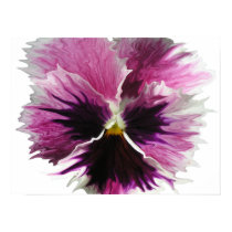 petrified pansy posters